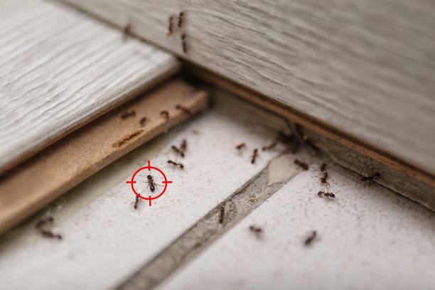 Best Mosquito Control Services  in Union Point, GA