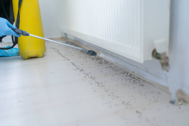 Best Ant Control Services  in Union Point, GA